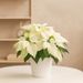 Poinsettia blanc + pot offert