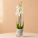 Witte orchidee in vaas