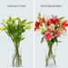 Lilies - Fancy mix