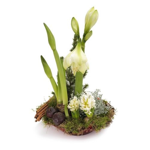 Blanc amaryllis arrangement