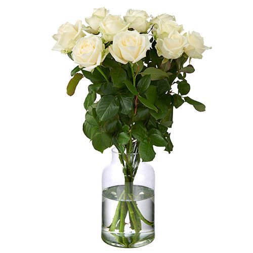 10 witte Avalanche Rosen Premium