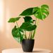 Fensterblatt  | Monstera delicioca 50cm