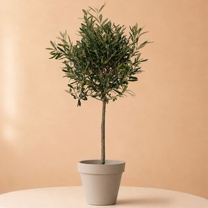 Grote olijfboom 100cm