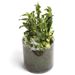 White Dendrobium Orchid