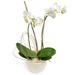 White Phalaenopsis Orchid in pot
