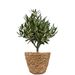 Olive tree shrub 35cm + free basket