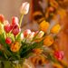 Bouquet of mixed tulips