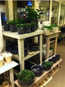 Mooie planten en potten de Zwaan Bloemen & Decoratie Appingedam