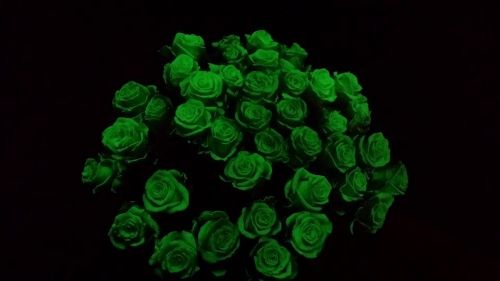 Glow in the Dark rozen bij Bloemenhuis Alice Dedemsvaart