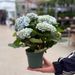 Hortensia magique bleu