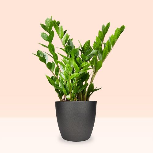 ZZ-plant | Zamioculcas plant