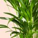 Areca palm | Gold palm 60cm