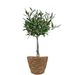 Olive tree 50cm + free basket