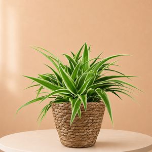 Graslelie | Chlorophytum