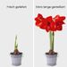 Amaryllis bulb red