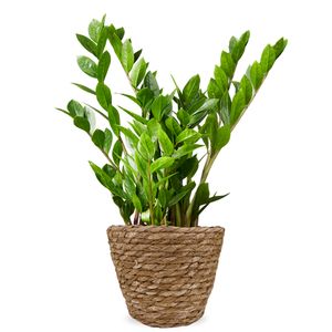 Emerald palm | Zamioculcas plant