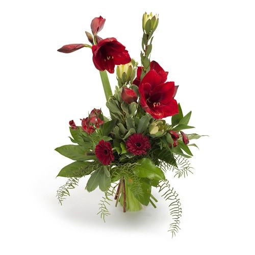 Schöne Amaryllis
