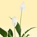 Peace Lily | Spathiphyllum (L)