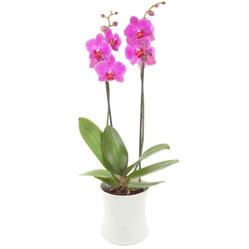 Roze Orchidee in witte pot