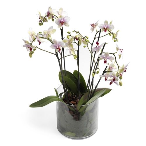 Pink Orchid - jar