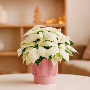 Witte kerstster met roze ribbelpot