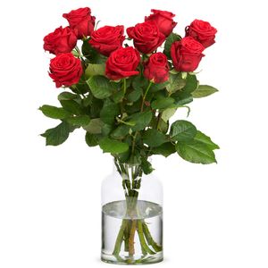 10 Premium Red Roses - Red Naomi | Grower
