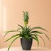 Ananas pflanze