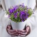 Campanula lila + gratis pot taupe
