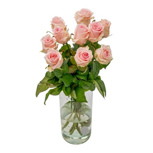 10 rosa Premium Rosen 60cm