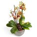 Dromerige Orchidee