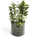 White Dendrobium Orchid