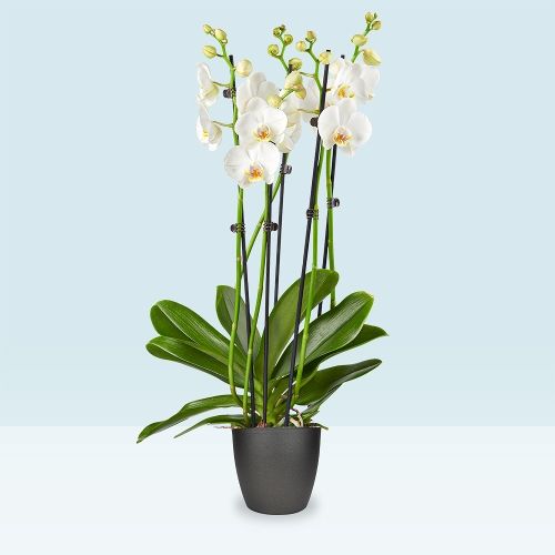 Witte orchidee (L)