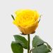 Long yellow roses | choose quantity