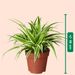 Spider plant | Chlorophytum