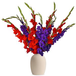 Red and purple gladioli
