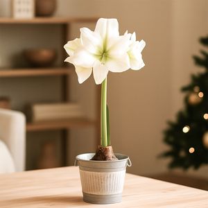 Amaryllis bulb white