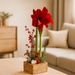 Basket of amaryllis