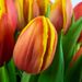 Brievenbus Dubbele kleur Tulpen