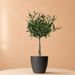 Olive tree 50cm + free planter