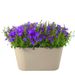 Campanula lila + gratis pot taupe