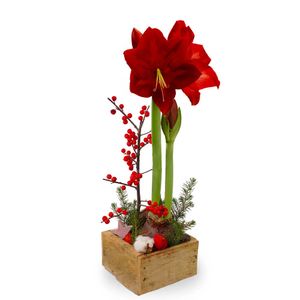 Mandje amaryllis