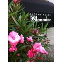Bloembinderij Oleander