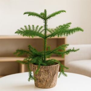Room pine with birch pot