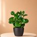 Krokedilletranen | Peperomia obtusifolia
