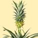 Ananas pflanze