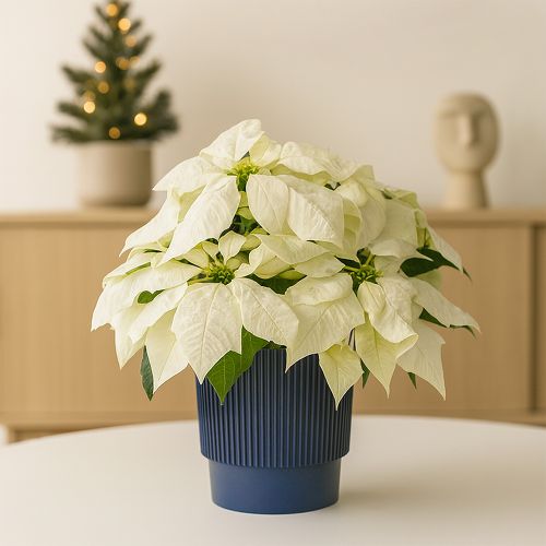 Christmas star white with blue ribbed pot