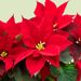 Red poinsettia with white pot