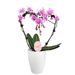 Roze orchidee Hart + gratis pot