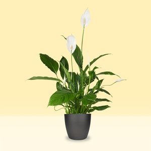 Spoon plant H80 cm