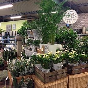 Planten bij bloemenwinkel 'De Bloemenkas' Eindhoven